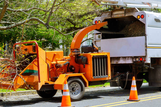 Trusted Mcguire Af, NJ Tree Care Services Experts