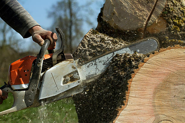 How Our Tree Care Process Works  in  Mcguire Af, NJ